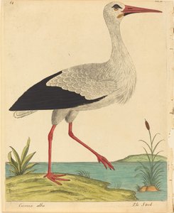 The Stork Ciconia Alba, publikoval 17311738.