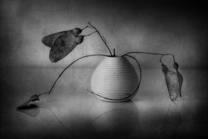 Minimalistické botanické zátiší od Elena Arjona