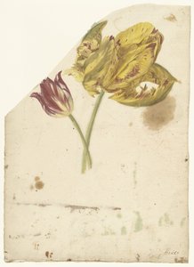 Studie dvou tulipánů