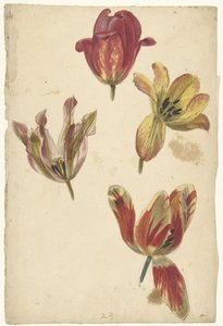 Studie čtyř tulipánů od Elias van Nijmegen