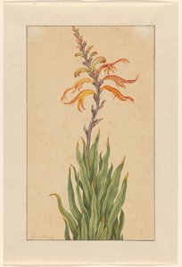 Crocosmia (Montbretia) od Elias van den Broeck (signed by artist)