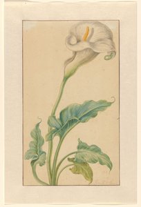 Bílé arron stonek od Elias van den Broeck (signed by artist)