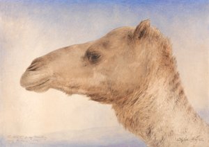 Portrét umělce Dromedary