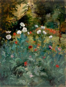 Vlčí máky, konec 19.-začátek 20. století.