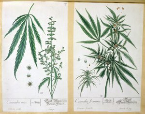 Cannabis mas a Cannabis foemina, z 