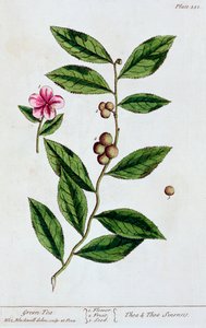 Zelený čaj, 1782 od Elizabeth Blackwell