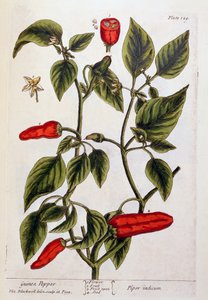Perlička, deska 129 z knihy "A Curious Herbal", vydané v roce 1782 (barevná rytina) od Elizabeth Blackwell