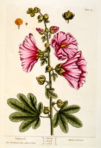 Hollyhocks, deska 54 z 