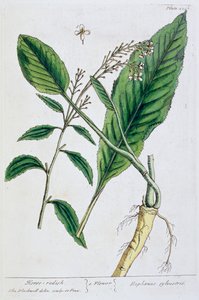 Křen, 1782 od Elizabeth Blackwell