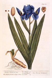 Iris, deska 69 z 