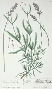 Lavender Spike, talíř z 