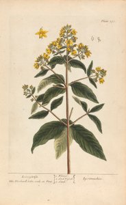 Lysimachia (Loosestrife), talíř 278 z 