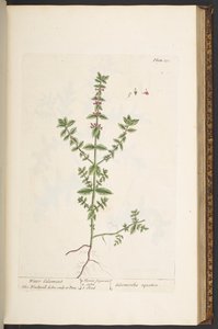 Talíř 131, z 