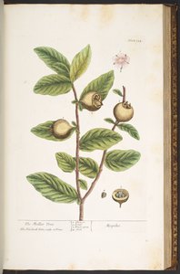 Talíř 154, z 