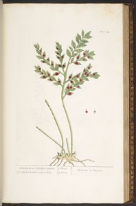 Talíř 155, z 
