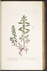 Talíř 156, z 