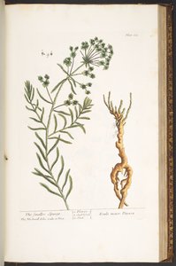 Talíř 163, z 