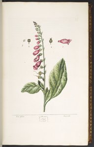 Talíř 16, Fox Glove, z 