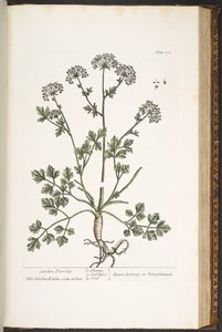 Talíř 172, z 
