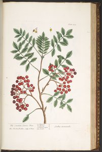 Talíř 173, z 