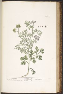 Talíř 176, z 
