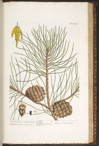 Talíř 189, z 