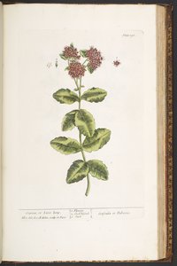 Talíř 191, Orpine, nebo Live-Long, z 