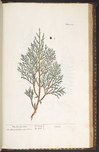 Talíř 214, z 