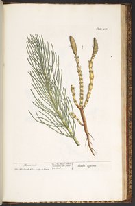 Talíř 217, přeslička, z 