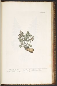 Talíř 219, z 