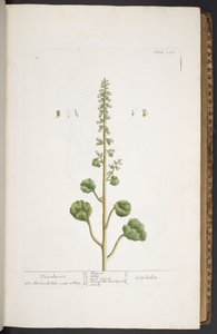 Talíř 263, z 