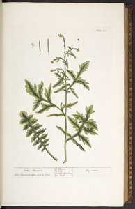 Talíř 28, Hedge Mustard, z 