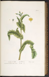Talíř 30, Prickly Son Thistle, z 