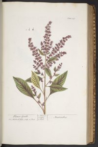 Talíř 317, Flower Gentle, nebo Amaranthus, z 
