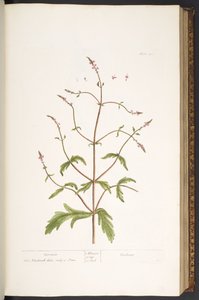 Talíř 41, Vervain, z 