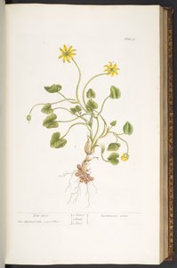 Talíř 51, Pile-Wort, z 