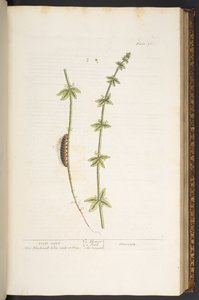 Talíř 76, Cross Wort, z 