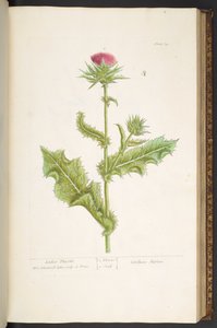 Talíř 79, Ladies Thistle, z 