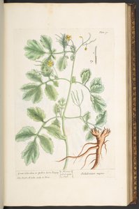 Talíř 91, vlaštovičník velký nebo mák ze žlutého rohu, z „A Curious Herbal“ od Elizabeth Blackwell