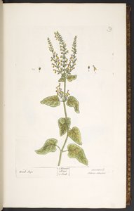Talíř 9, Wood Sage, z 