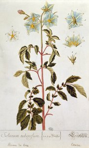 Květy brambor, deska z knihy "Herbarium Blackwellianum" vydané v roce 1757 v Norimberku (barevná rytina) od Elizabeth Blackwell