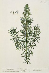 Rosmarinus Officinalis, z 
