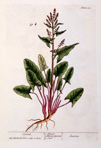 Sorrel, deska 230 z 