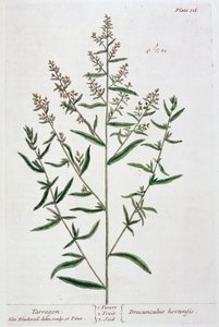 Estragon, 1782 od Elizabeth Blackwell