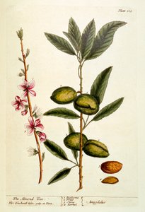 The Almond Tree, deska 105 z 