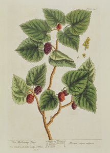 The Mulberry Tree, deska 126 z 