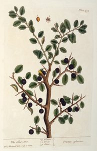 The Sloe Tree, deska 494 z 