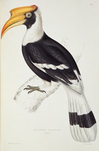 Buceros Cavatus, ze „Století ptáků z Himalájí“, 1830-32 od Johna Goulda (1804-81)