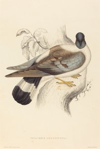 Columba Leuconota (sněžný holub)