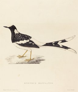 Enicurus Maculatus (vidloocas tečkovaný)